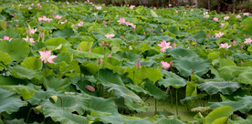 荷花盛开