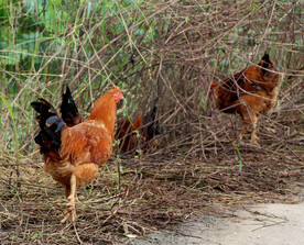 走地鸡