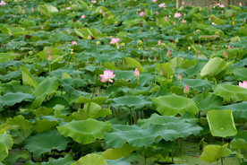 荷花盛开