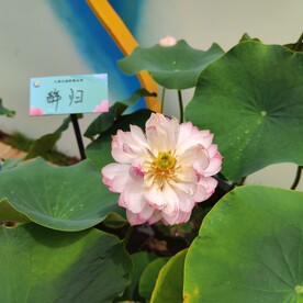 醉归荷花