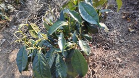 茶树