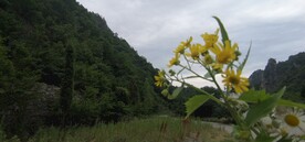 山花