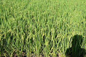 水稻