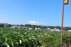 贺州芋头种植基地