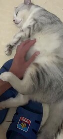 温顺的小猫