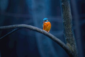 翠鸟
