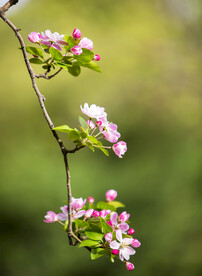 户外淡粉色花朵花蕾