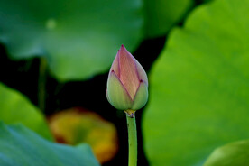 荷花花苞