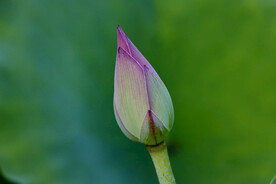 荷花花苞