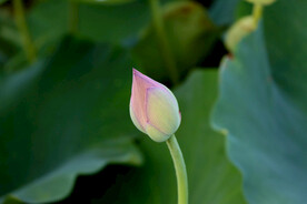 荷花花苞花蕾