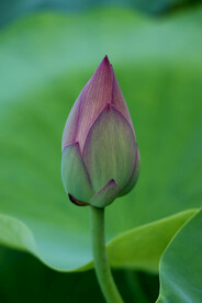 荷花花苞花蕾