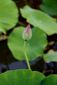 荷花花苞花蕾