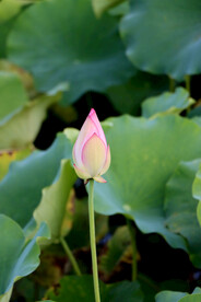 荷花花苞花蕾