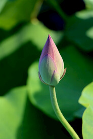 荷花花苞花蕾