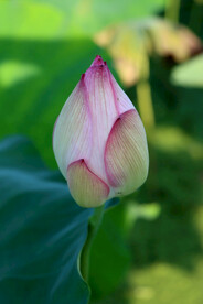 荷花花苞花蕾