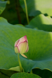 荷花花苞花蕾