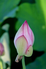荷花花苞花蕾