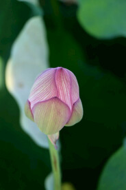 荷花花苞花蕾