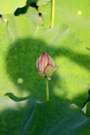荷花花苞花蕾