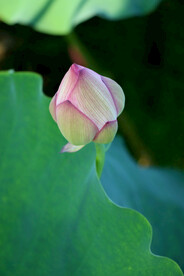 荷花花苞花蕾