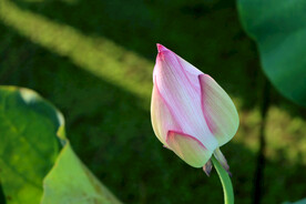 荷花花苞花蕾