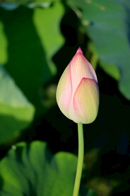 荷花花苞花蕾