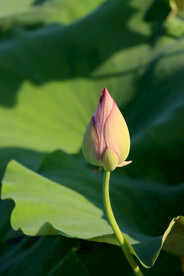 荷花花苞花蕾