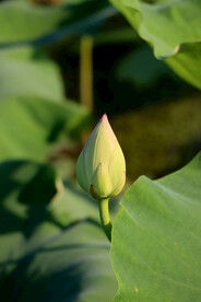 荷花花苞花蕾