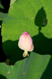 荷花花苞花蕾