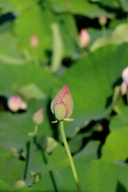 荷花花苞花蕾