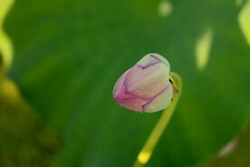 荷花花苞花蕾