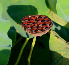 莲蓬莲子