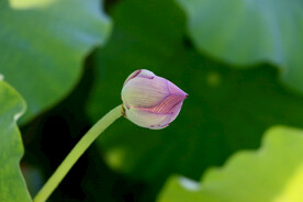 荷花花苞花蕾