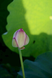 荷花花苞花蕾