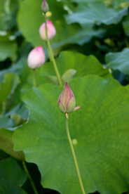 荷花花苞花蕾