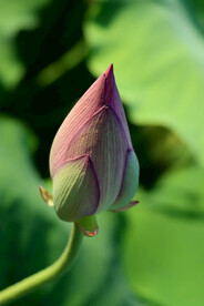荷花花苞花蕾