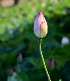 荷花花苞