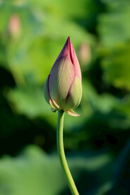 荷花花苞