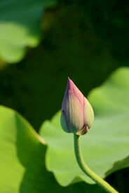 荷花花苞