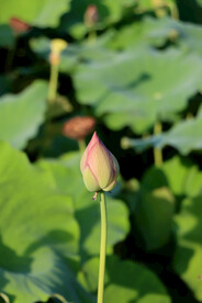 荷花花苞