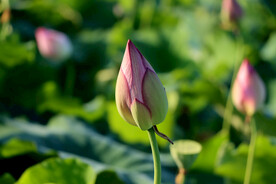 荷花花苞