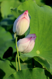 两个荷花花苞花蕾