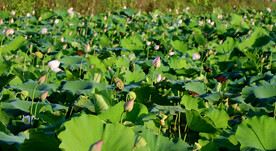 一片荷花花苞花蕾