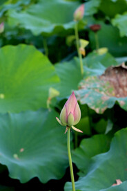 荷花花苞
