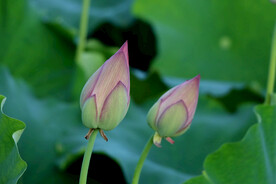 荷花花苞