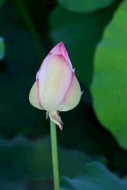 荷花花苞