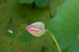 荷花花苞