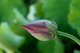 荷花花苞