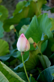 荷花花苞