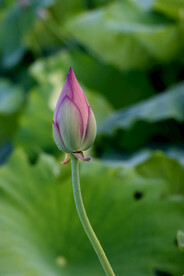 荷花花苞